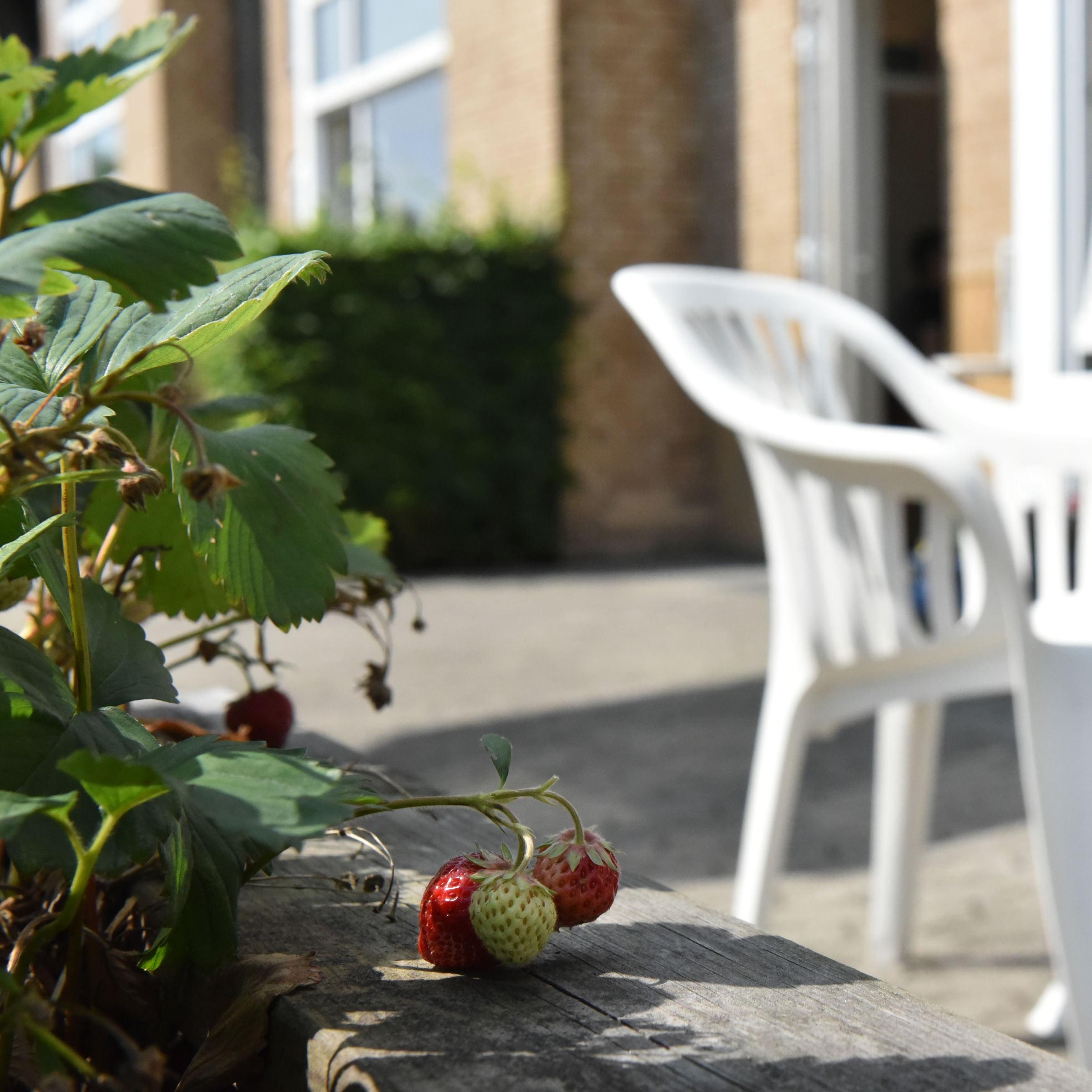 Terrasse og jordbærbed hos Kollektivhuset