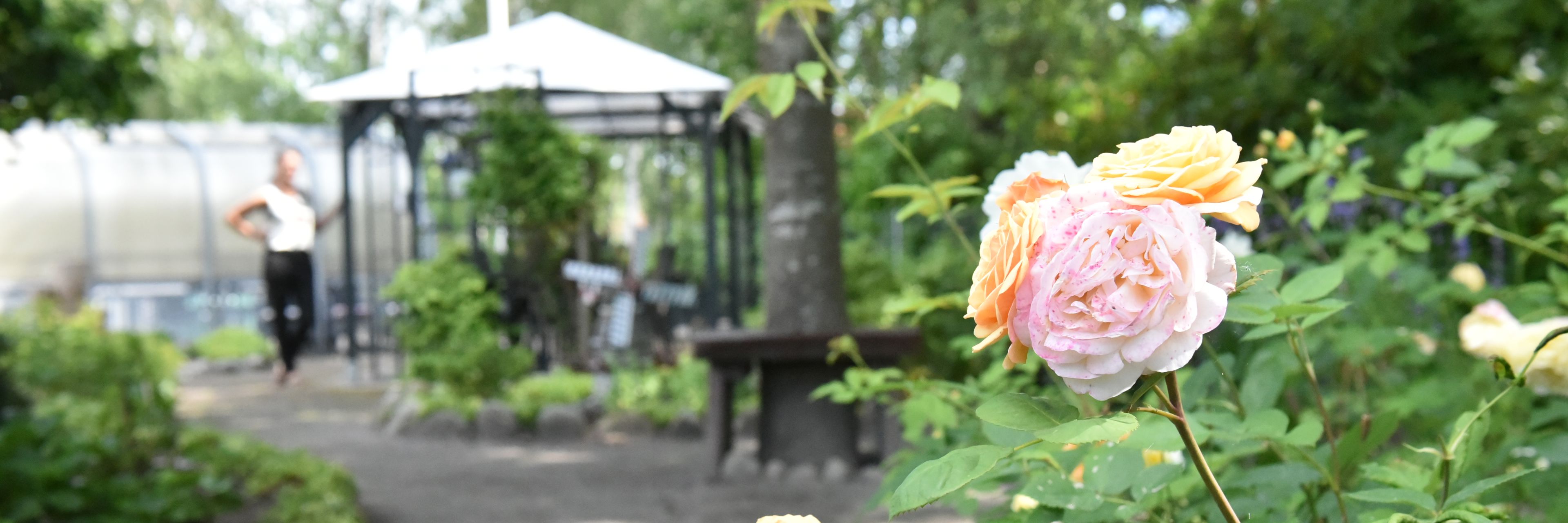 Have med roser og gangsti hos Kollektivhuset