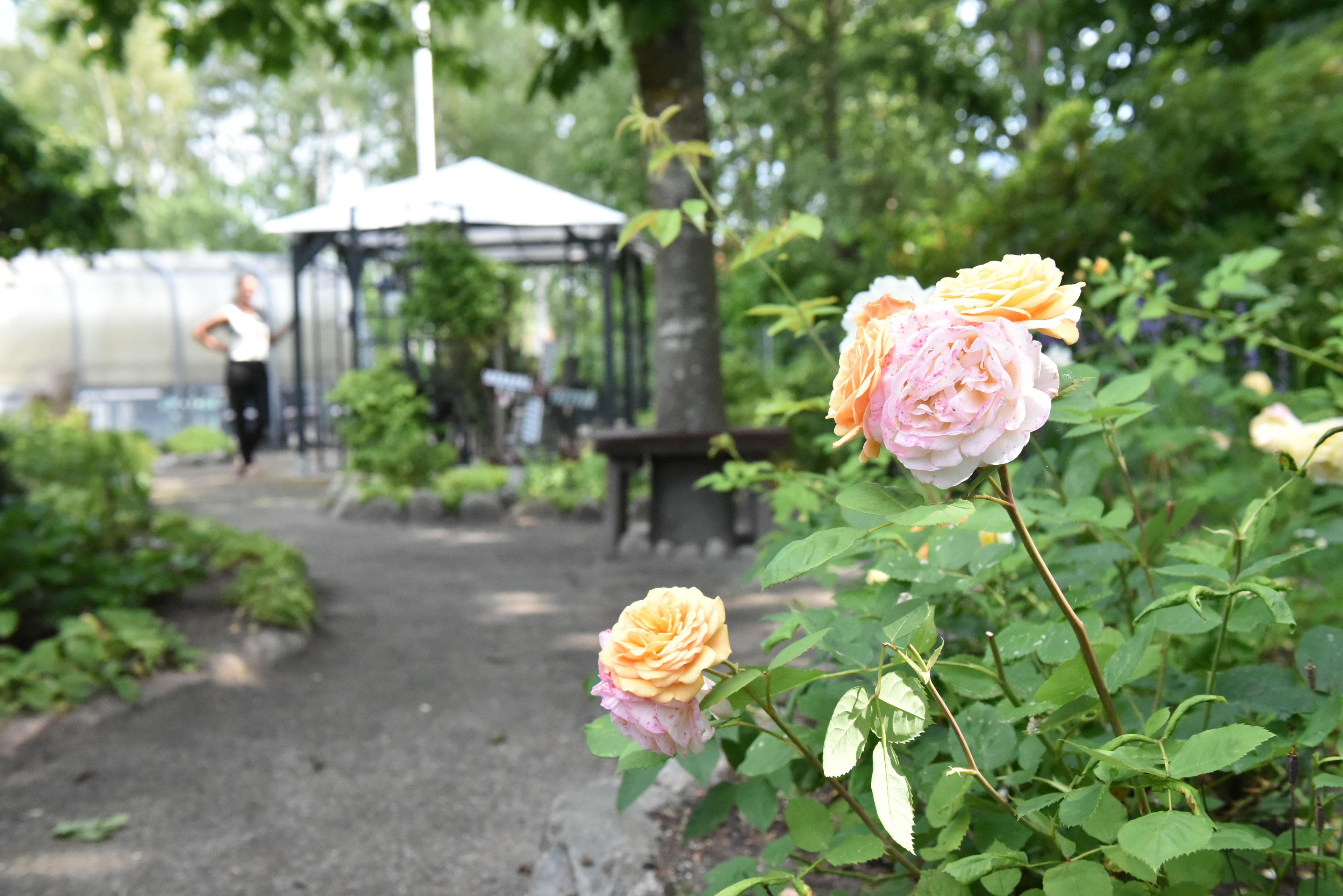 Have med roser og gangsti hos Kollektivhuset