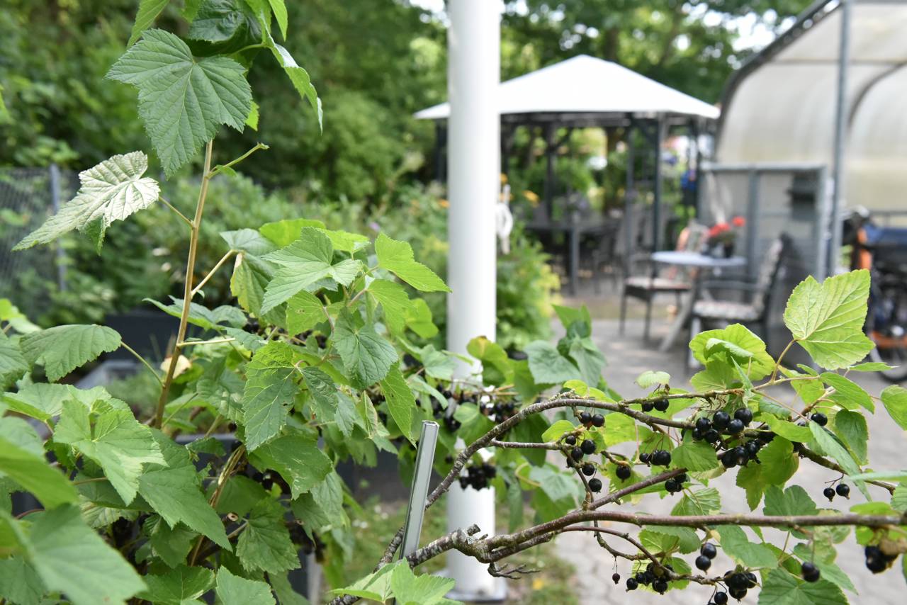 Have og pavillon hos Kollektivhuset