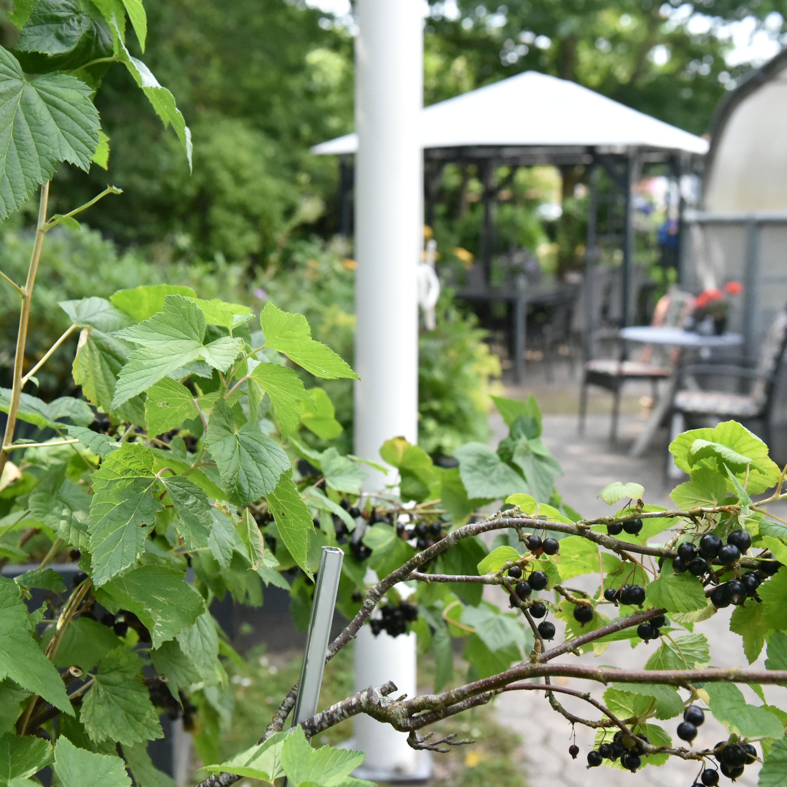 Have og pavillon hos Kollektivhuset